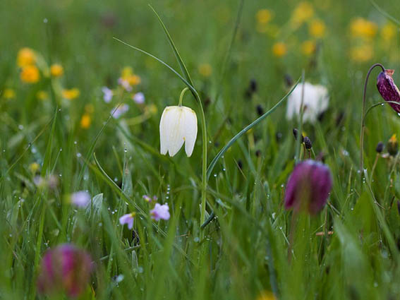 Kievitsbloemen