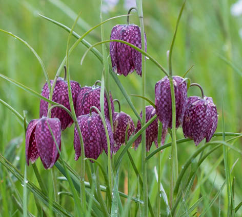 Kievitsbloemen
