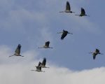Kraanvogels
