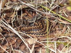 Adder