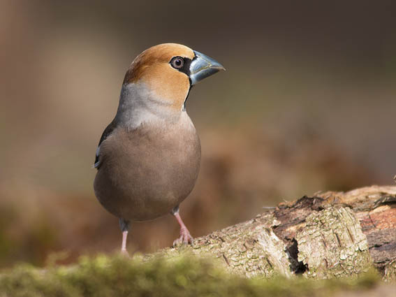 Appelvink
