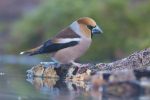 Appelvink