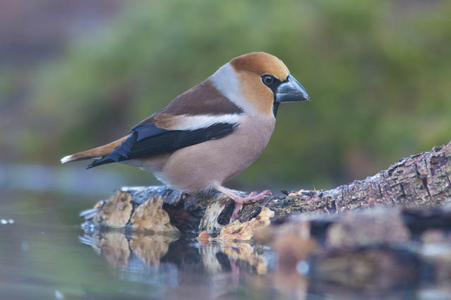 Puur genieten van Het Springendal: Appelvink
