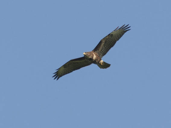 Buizerd