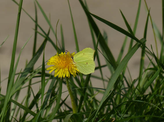 Citroenvlinder