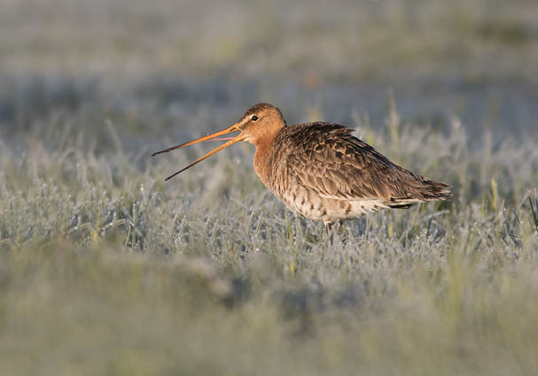 Grutto als Nationale Vogel
