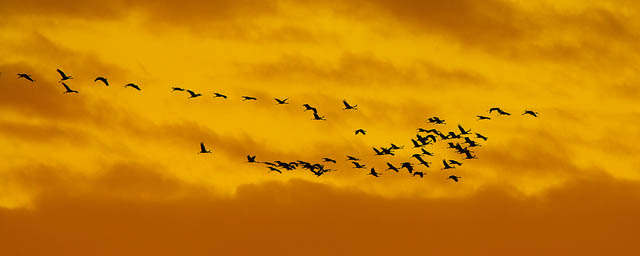 Kraanvogels