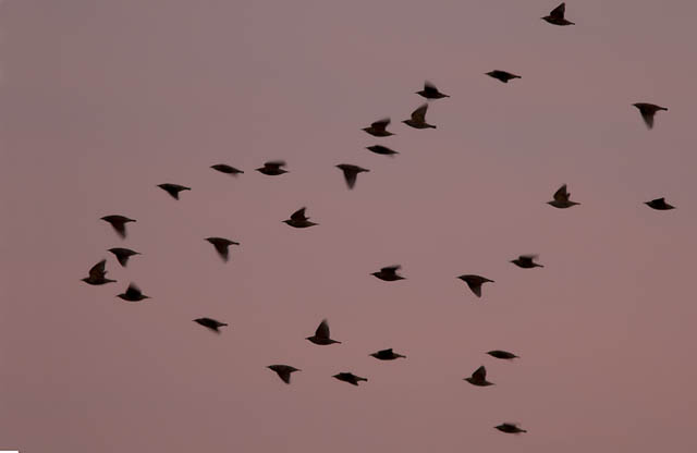 Spreeuwen