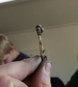 Waarschijnlijk botje van vogeltje