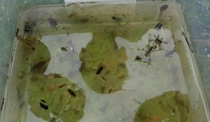 Waterbeestjes