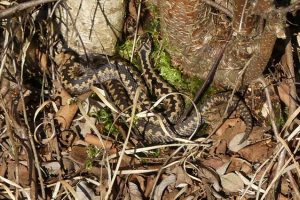 Adder Engbertdijksvenen