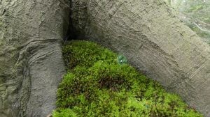 Nieuw leven jonge beukenbomen onder de ‘oude’