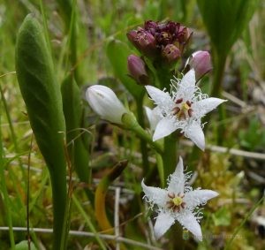 Waterdrieblad in bloei
