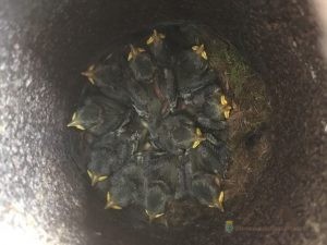 11 jonge pimpelmezen in handwaterpomp