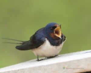 Boerenzwaluw