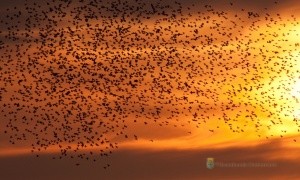 Spreeuwen op de eerste plaats als meeste trekvogels in Ottershagen