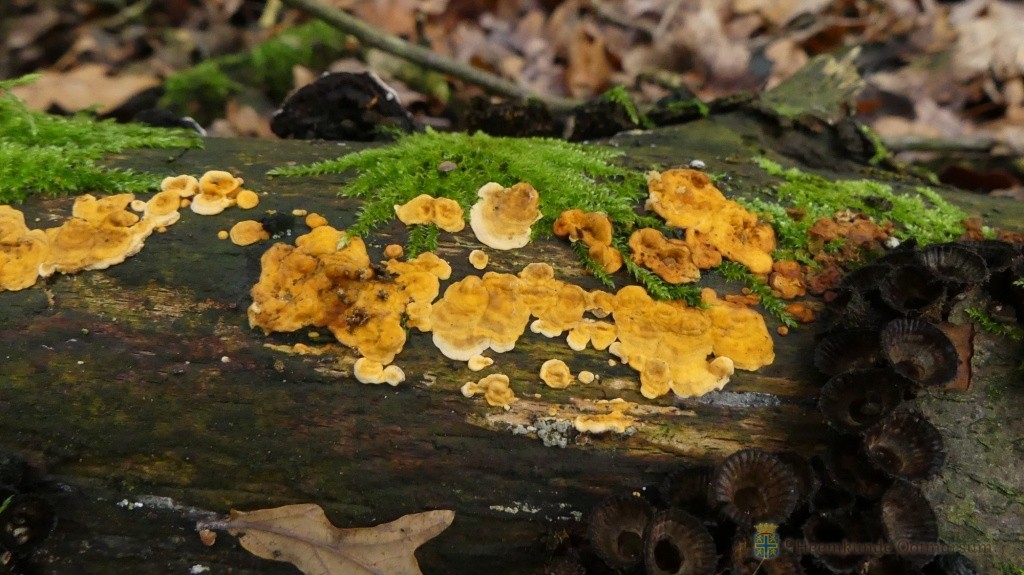 Gele korstzwam met gestreept nestzwammetje