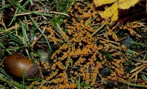 Glanzend druivenpitje