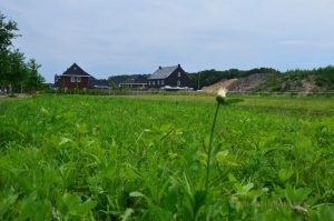 Bloemenperk Alleeweg voorjaar 2018