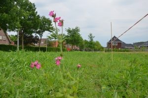 Bloemenperk Alleeweg voorjaar 2018
