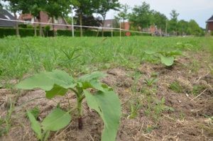 Bloemenperk Alleeweg voorjaar 2018