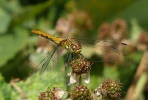 Bloedrode heidelibel