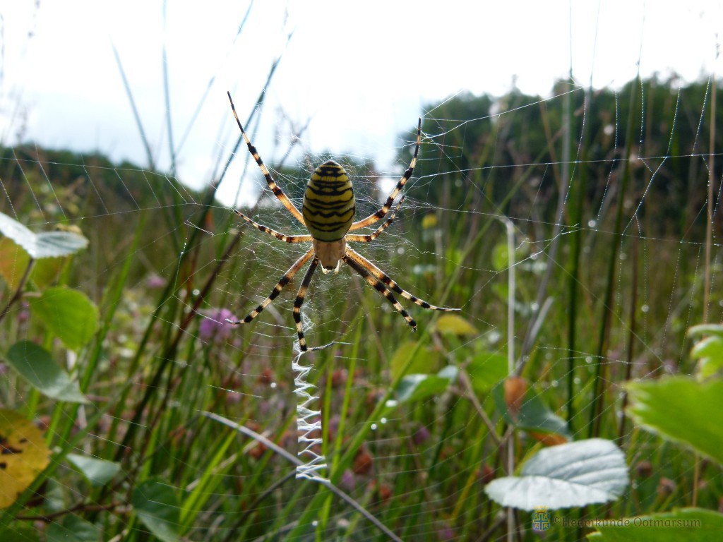 Natuurstudiegroep zet het nieuwe jaar 2019 gezellig in: tijger spin 2018