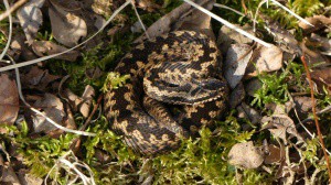 Jeugdnatuurclub naar de Engbertsdijksvenen