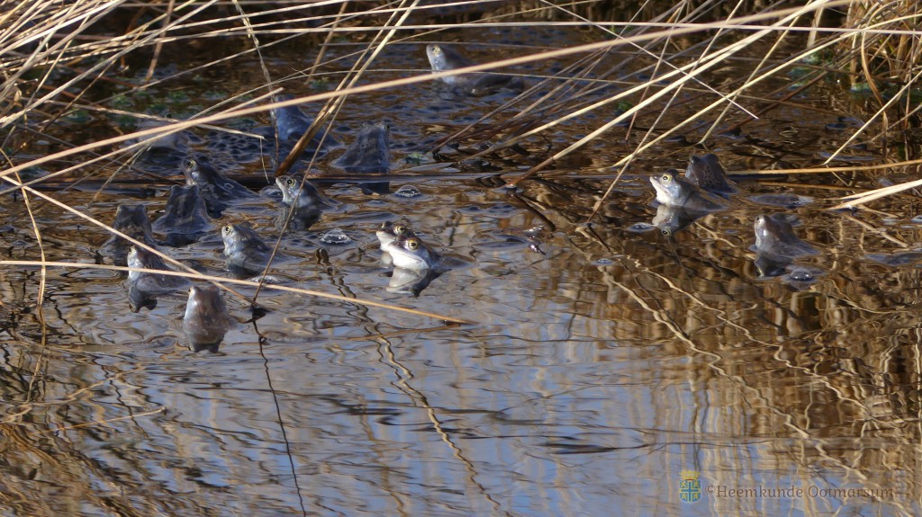 Jeugdnatuurclub naar de Engbertsdijksvenen