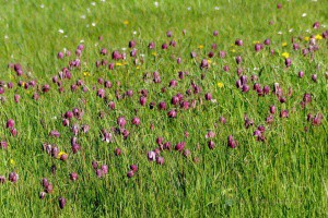 Duizenden Kievitsbloemen