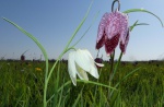kievitsbloemen