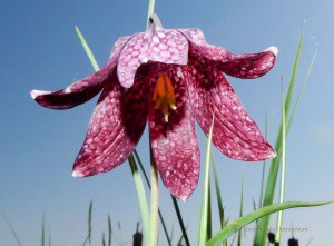 De Zwolse Tulp: de Kievitsbloem