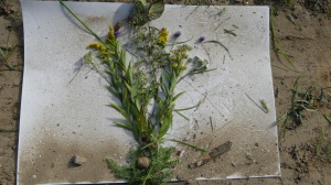 Jeugdnatuurclub werkstuk 2