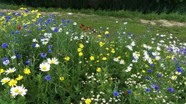 Bloemenpracht Ootmarsum