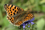 Kleine parelmoervlinder