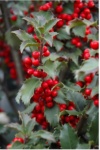 Kerst hulst