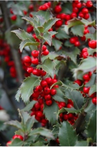 Kerst hulst