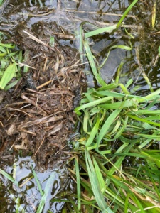 Ottersporen