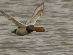 tafeleend