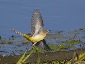 grote gele kwikstaart birdwatch 2024