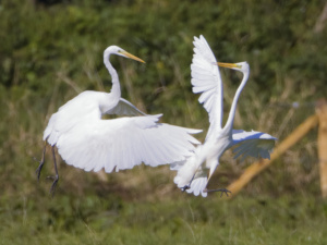 grote zilverreiger birdwatch 2024