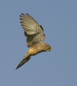 torenvalk birdwatch 2024