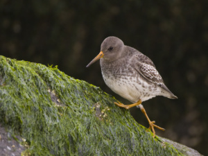 paarse strandloper
