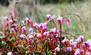 Dwingelderveld 23 mei 2026