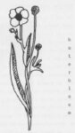 Boterbloem