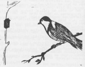 Vogelwerkgroep 1984