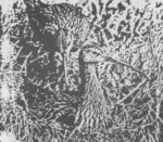 De Wulp
