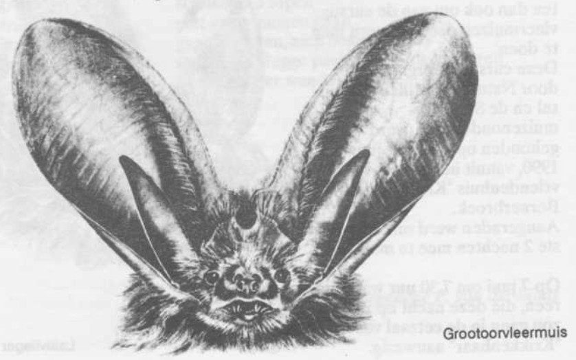 Grootoorvleermuis