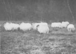 Het Drentse schaap