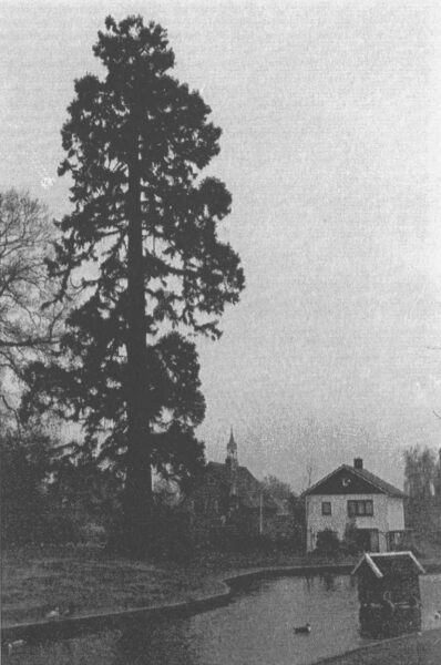 Sequoia